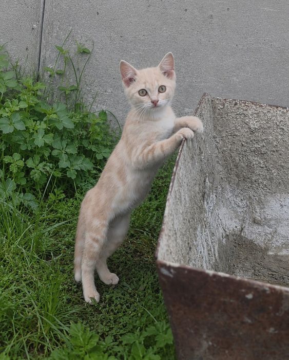 Отдам котят в добрые руки