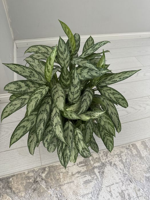 Комнатные цветы на выбор