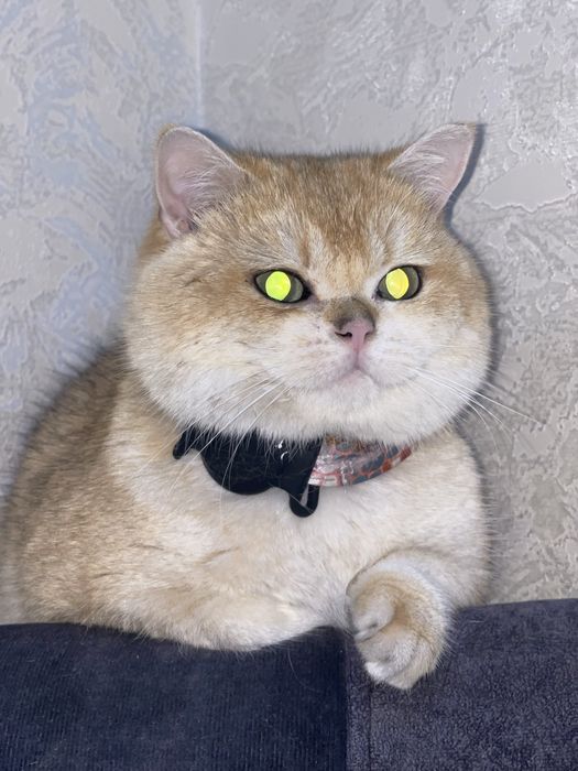 Vyazkaga britanskaya zalataya shinshilla, oltin rangli mushuk