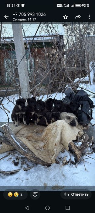 Маленькие щенята ищут дом