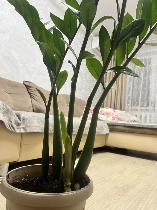 Долларовое дерево - замиокулькас