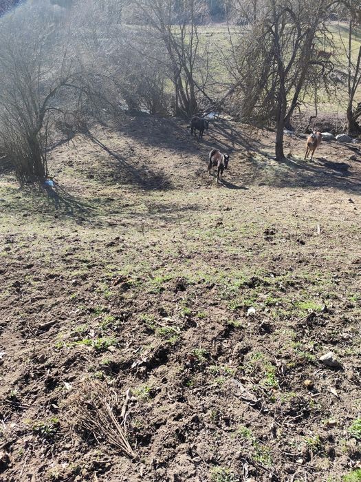 Продава се Парцел в с. Бачево, Област Благоевград - 700 кв.м за 22 €/кв.м - Снимка #8