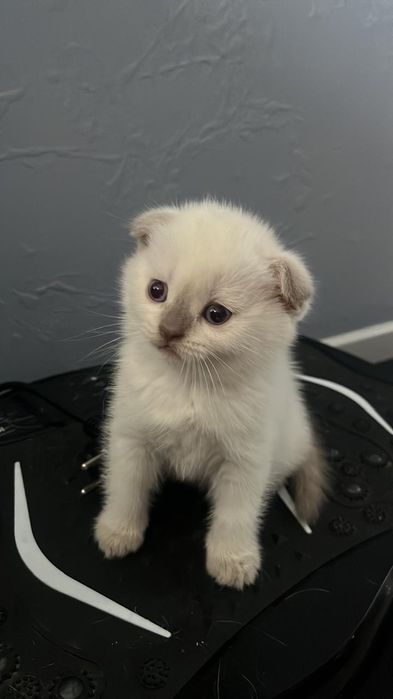 Котята вислоухые по два месяца