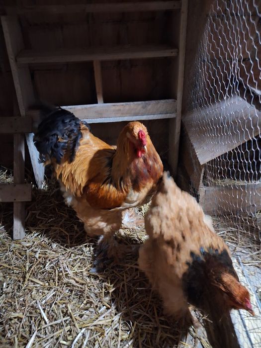 Vand cocosi brahma columbia si portelan