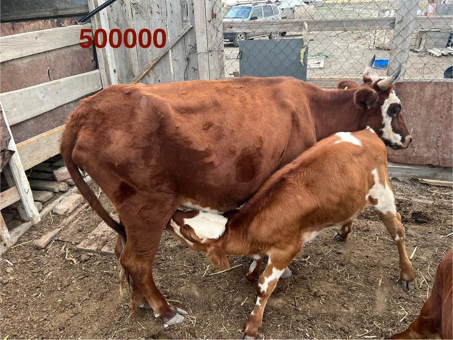 Жер учаскесі 2 га