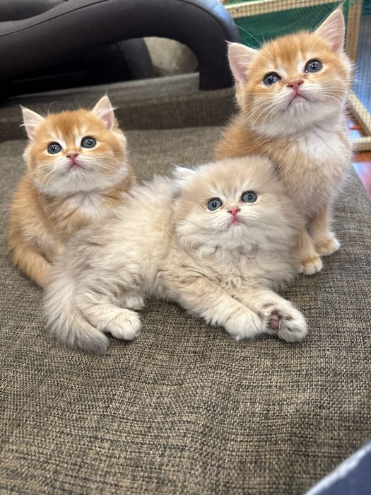 Котенок бри золотая шиншилла