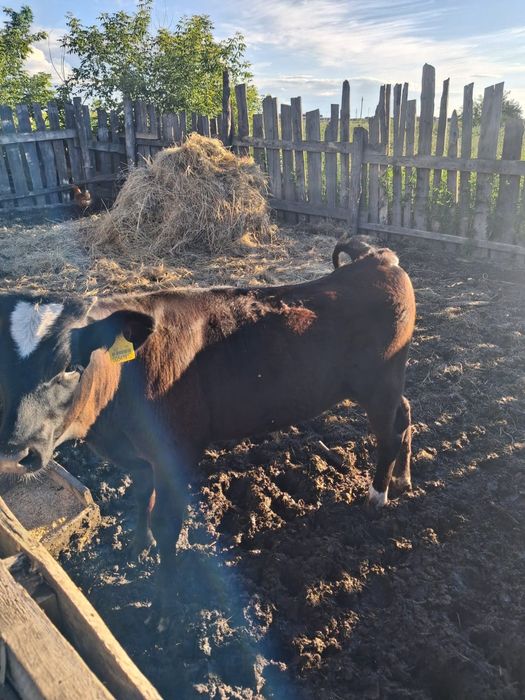 Продаю теленкаааа