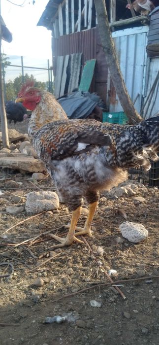 Cocoşi tineri pentru prăsilă sau tăiere (2Kg)