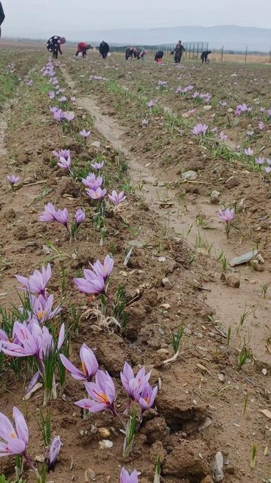 Зафарон, шафран доривор гиёҳи сотилади