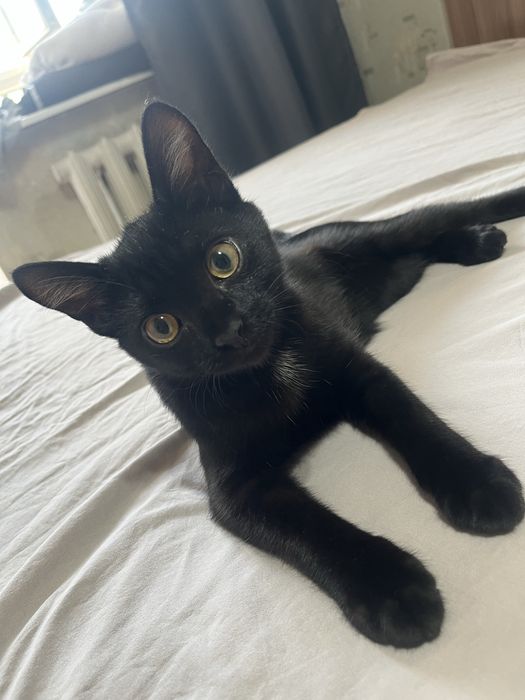 Отдам кота бесплатно