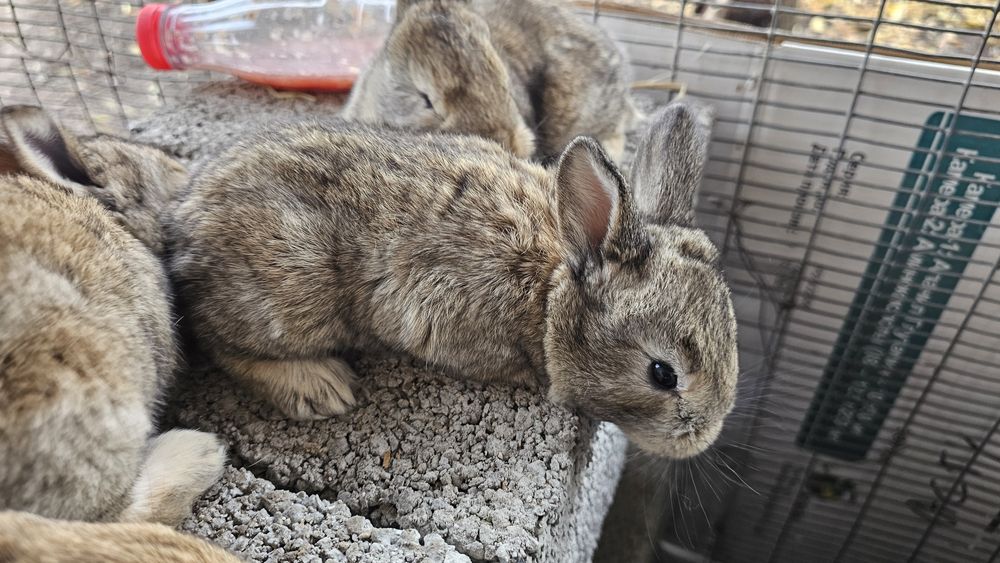 Она бола куёнла сотилади