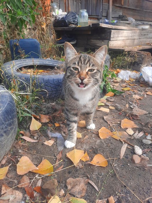 Отдам котят в добрые руки!