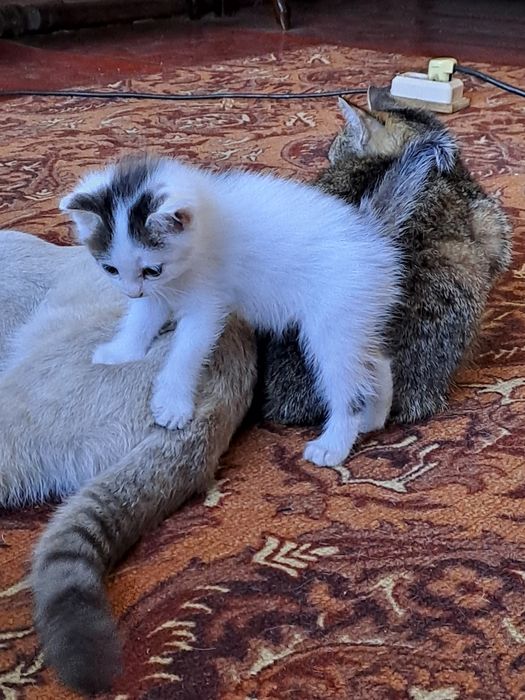 Котенок , мальчик родился 6 марта