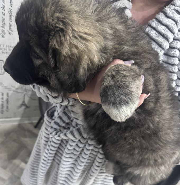 Щенок 2 мес девочка