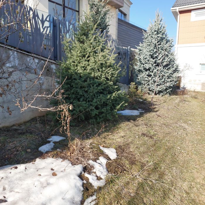 Елки продам 2 метра 5000т