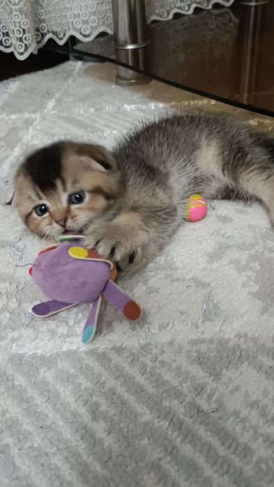 Срочно продаётся котёнок