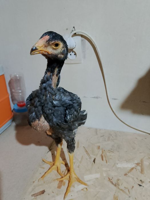 Пепел шоже сатылады