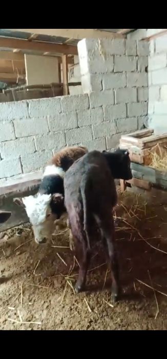 Бұзау Еркек 4 бас