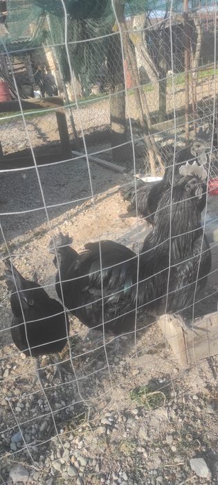 Găini și cocoș Ayam Cemani
