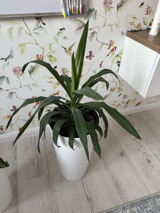 Комнатные цветы, комнатные растения