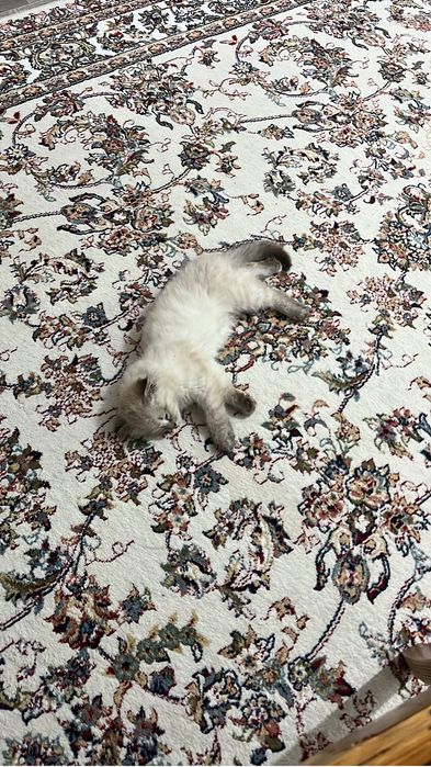 Отдам котенка в добрые руки