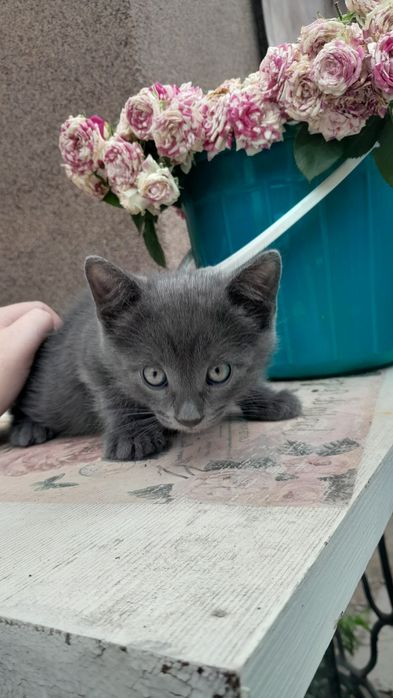 Котёнок мальчик 1месяц
