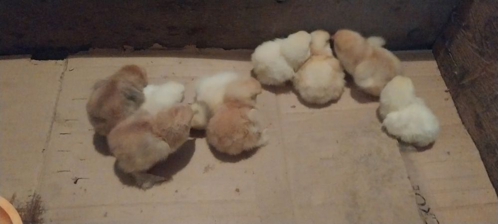 Брама тухумлари тоза