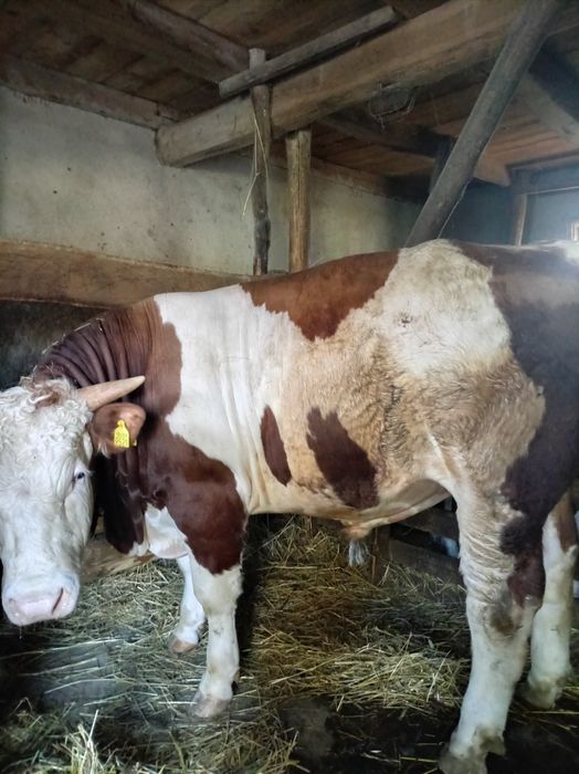 Vând Taur de 1 an și 2 luni