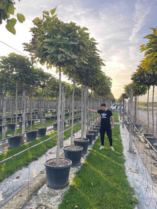 Plante Ornamentale pentru Amenajări Exterioare