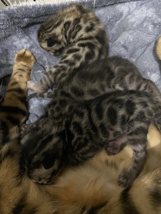 Бенгальские котята