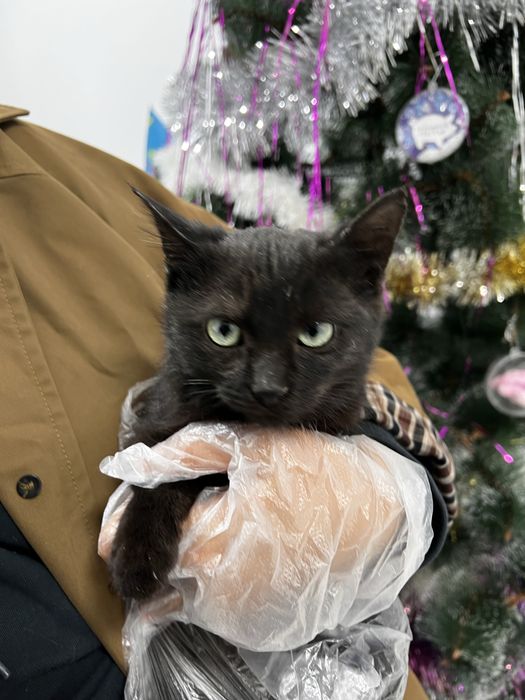 Кошечка с оливковыми глазами, 4 мес