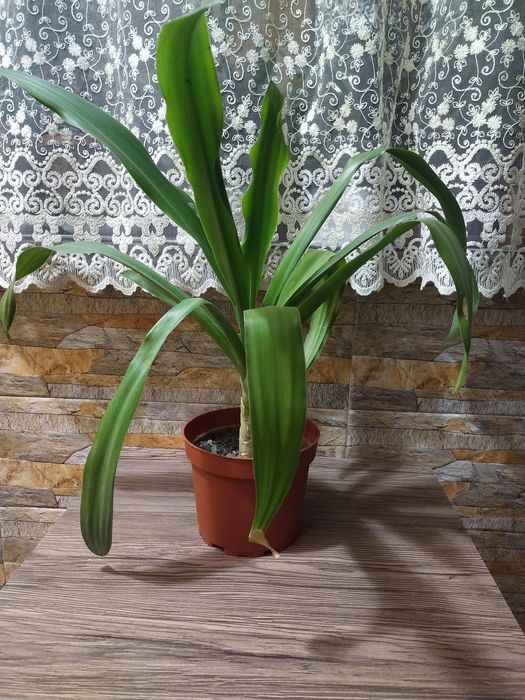 Срочно продаются Кринумы