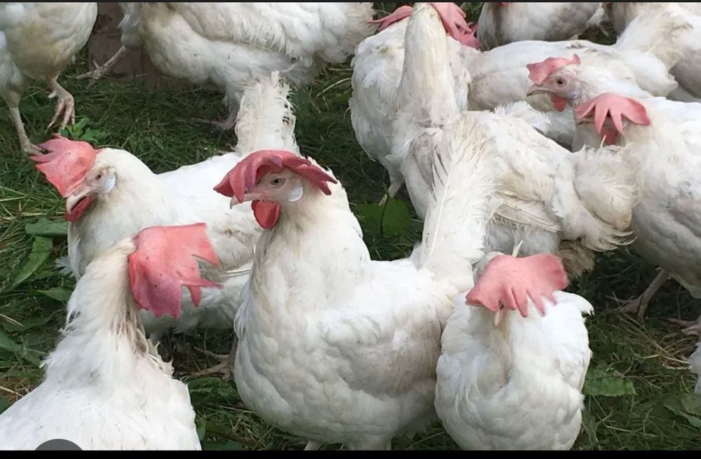 Несушки породы Леггорн