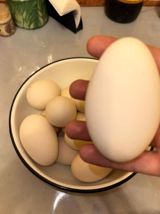 домашние гусинные яйца