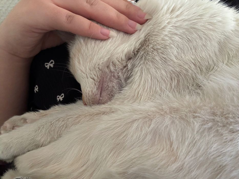 котенок бесплатно