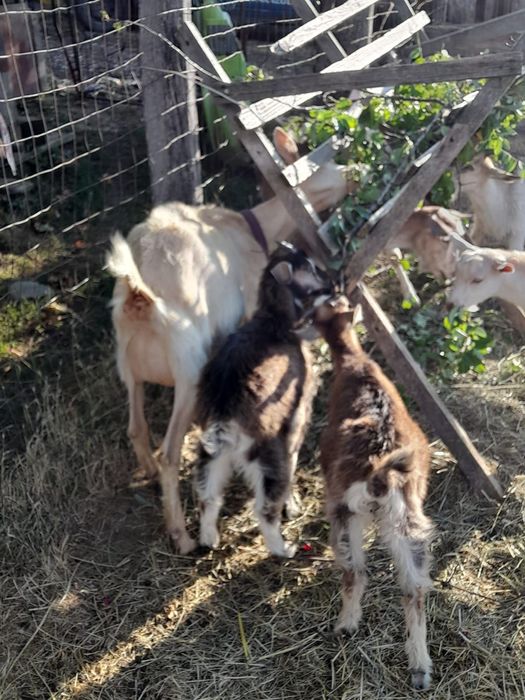 Capre Saannen de vânzare