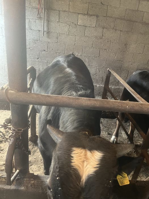 Байланган семиз букалар сатам