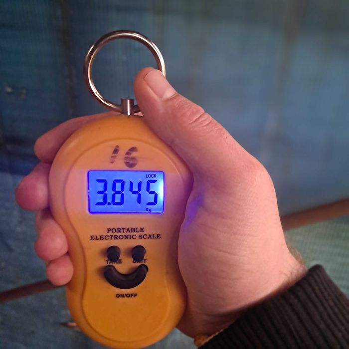 Vand mascul Hycole francez hibrid