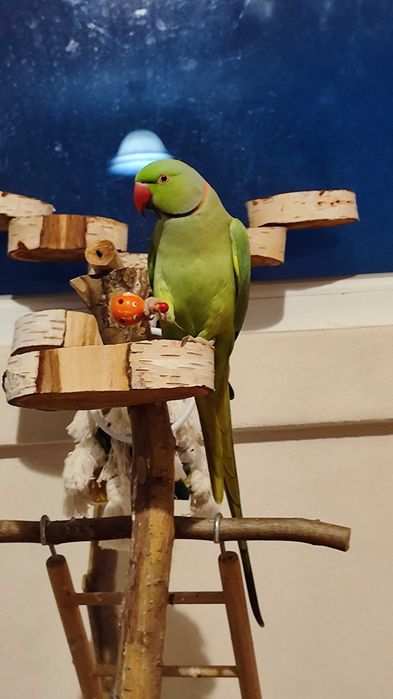 Малък Александър