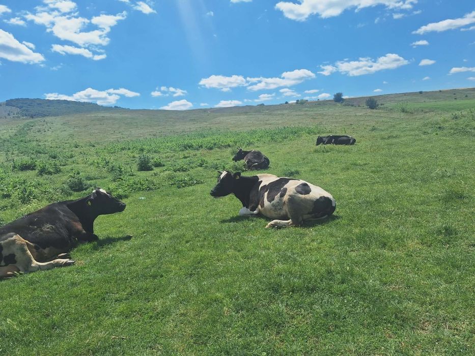 Vând vaci Holshtein bălțate pe negru