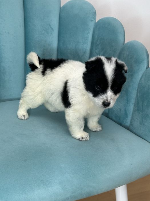 Отдам щенка в любящие руки