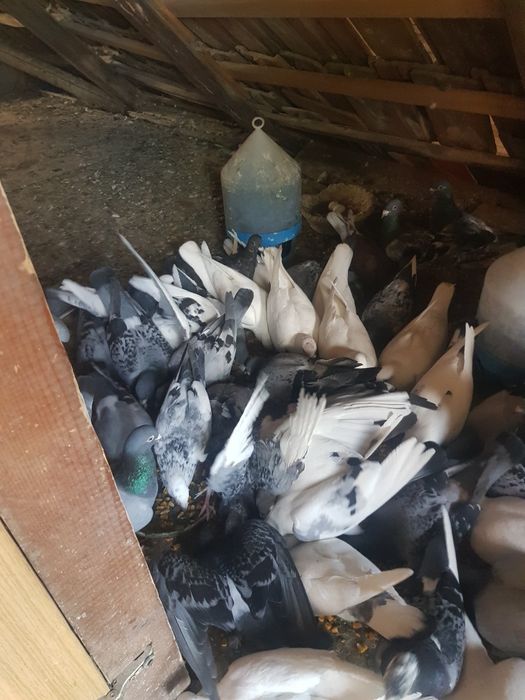 Vand porunbeii inelati (Poste)