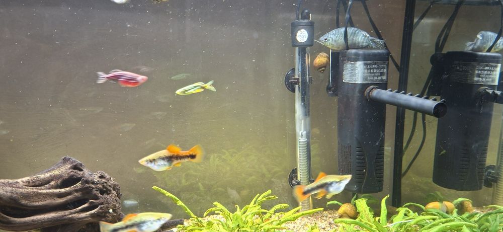 Аквариум Diversa Led 80
