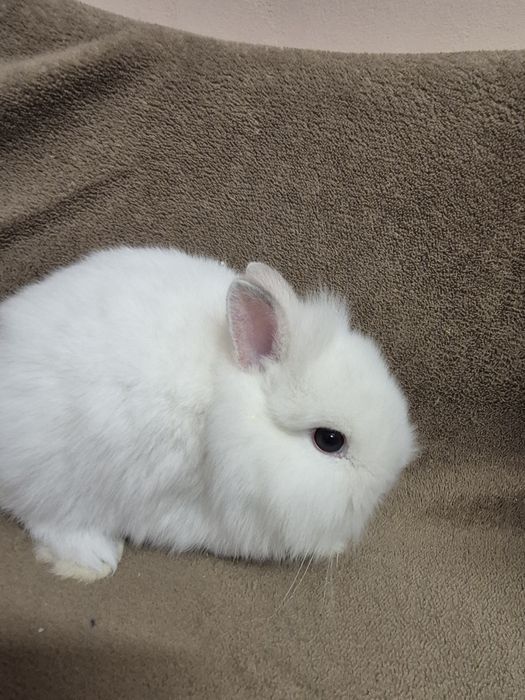 Подарявам клепоухо  Мини зайче