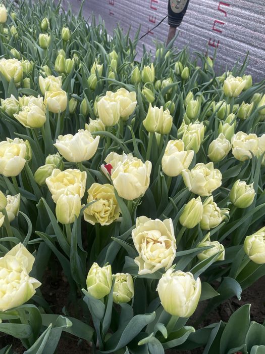 Голандские Тюльпаны оптом и в розницу