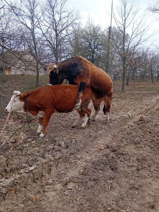 Vând junimca de doi ani recent montată