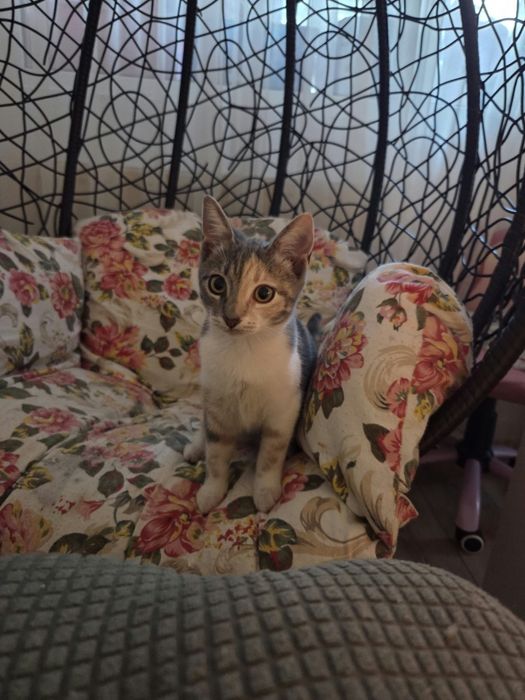 Adoptie pisica maffin 5 luni vaccinata