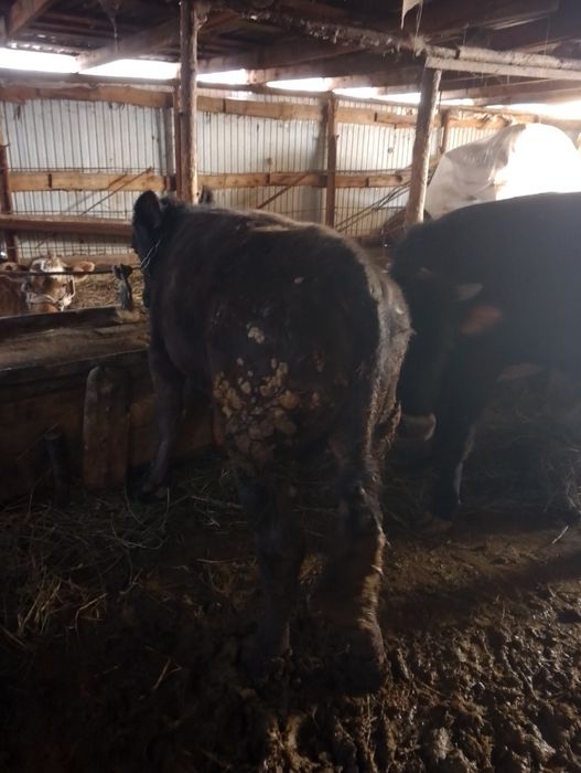 Продам двух быков