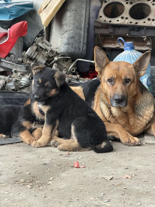 Nemetiskiy afchar bor bollari kimga zaril bolsa sotiladi 2 oylik