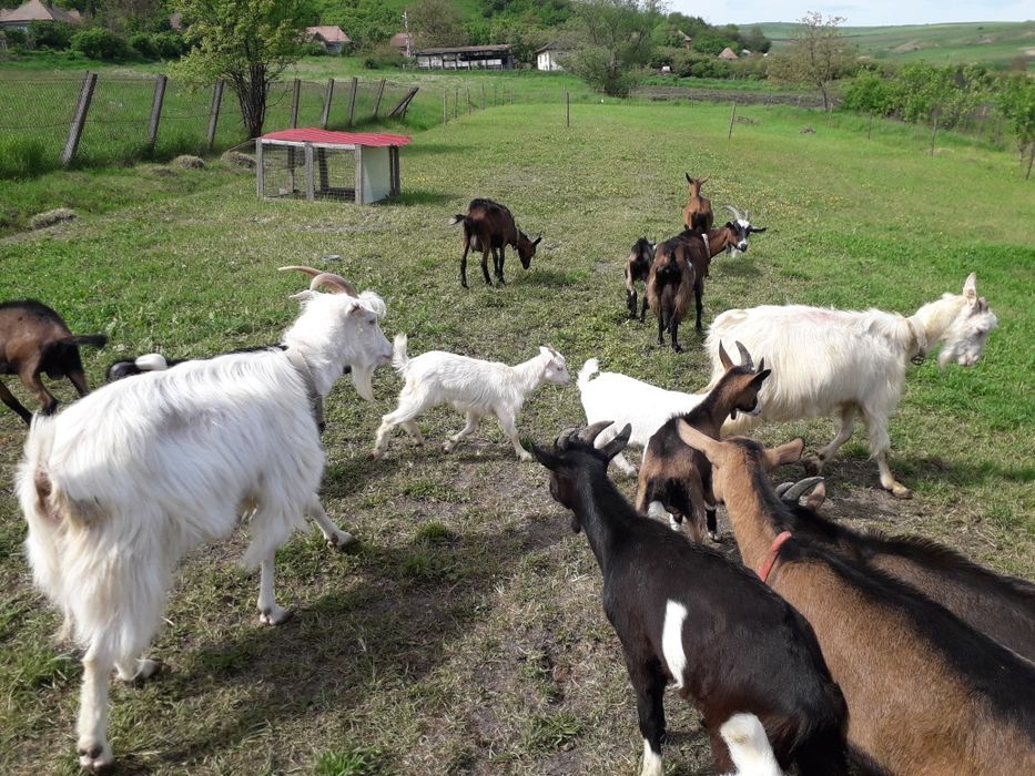 De vânzare capre si țapi